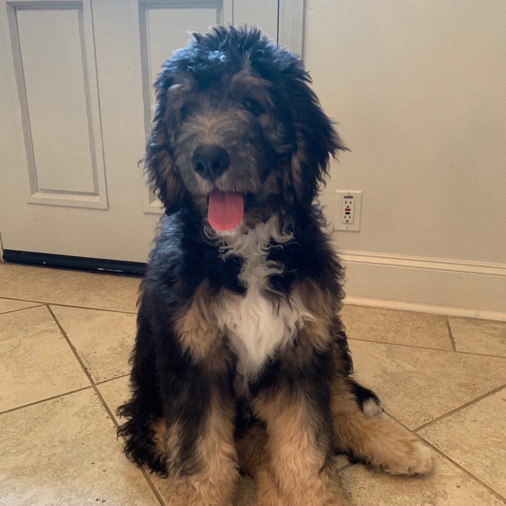 Meet your Posher, Margot